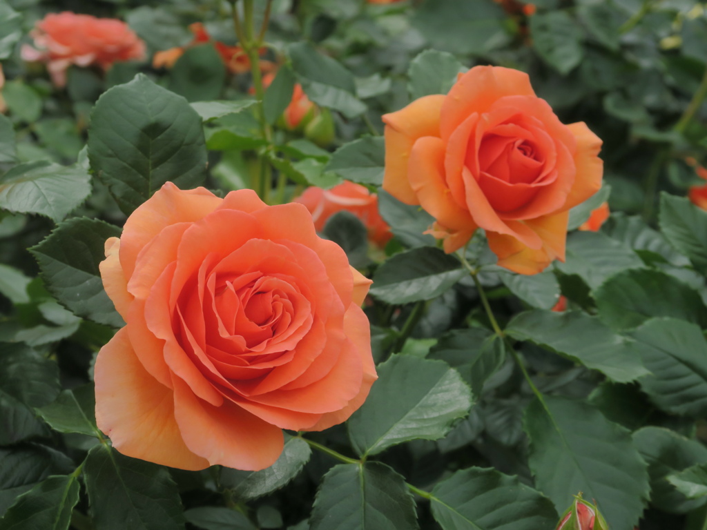 私の好きな薔薇