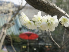 梅の季節が始まりました