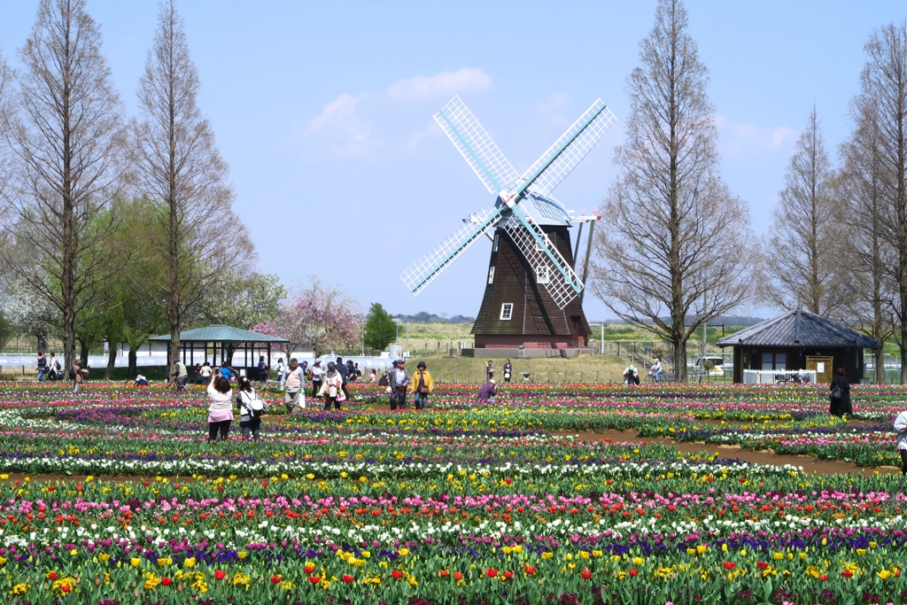 桜の次はチューリップ