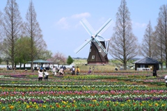 桜の次はチューリップ