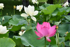 蓮池