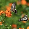 黄花コスモスに集まる蝶