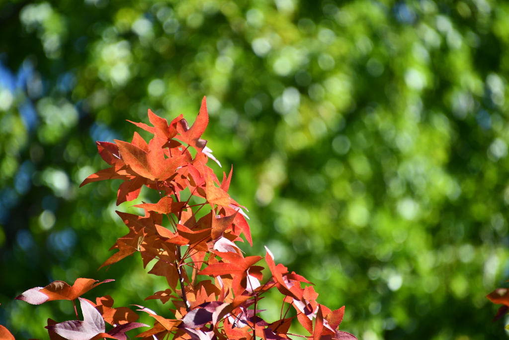 紅葉の始まり