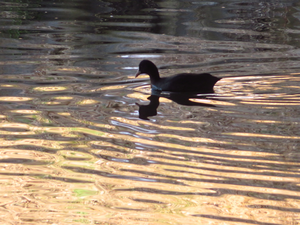 夕暮れのオオバン