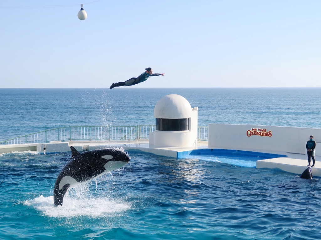 シャチと遊ぶ