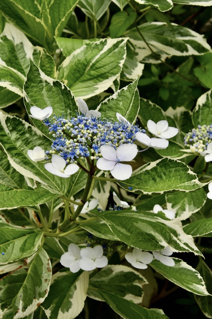 額紫陽花（斑入り）