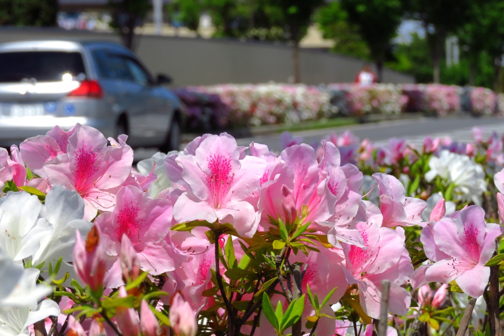 道路脇の植え込みのツツジが満開です
