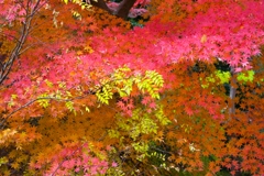 観音寺（柏市）