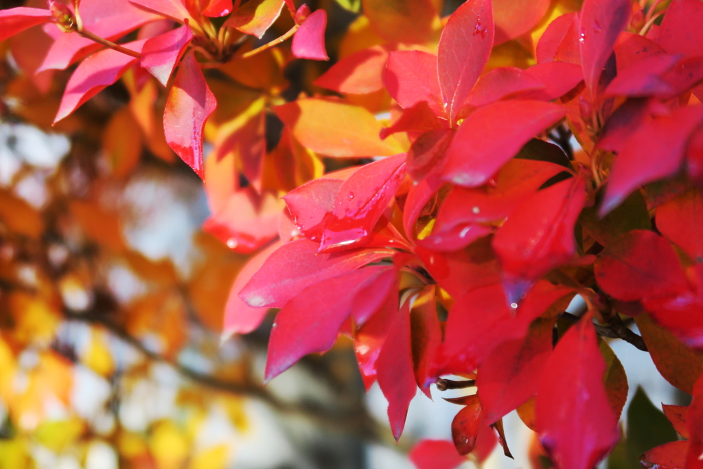 我が家の庭も色づきました