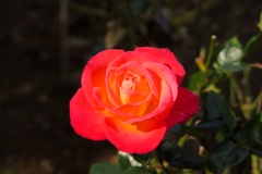 花の色はなんともいえなく良い