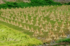 懐かしい稲穂の乾燥