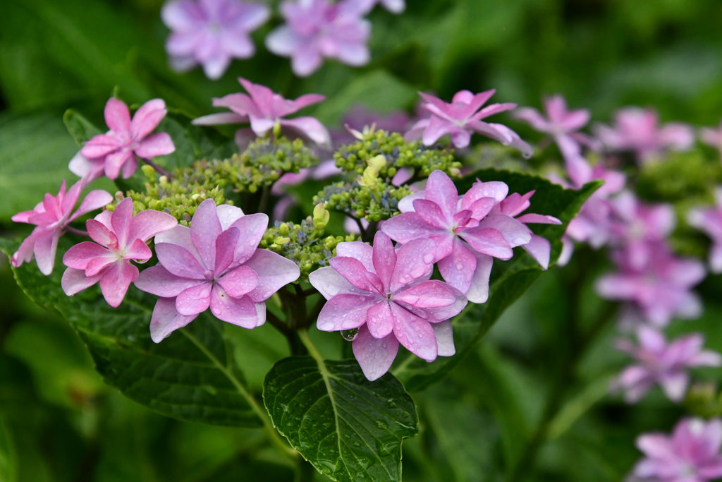 雨の額紫陽花