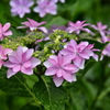 雨の額紫陽花