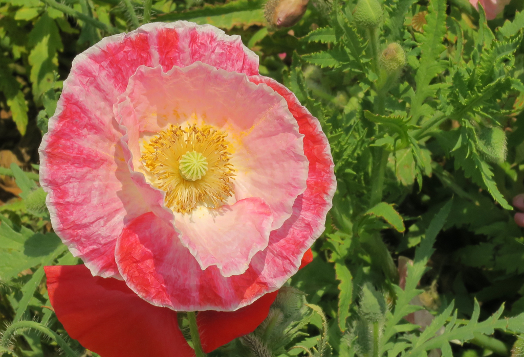 シャーレポピー