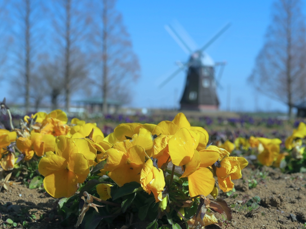 寒そうなパンジー