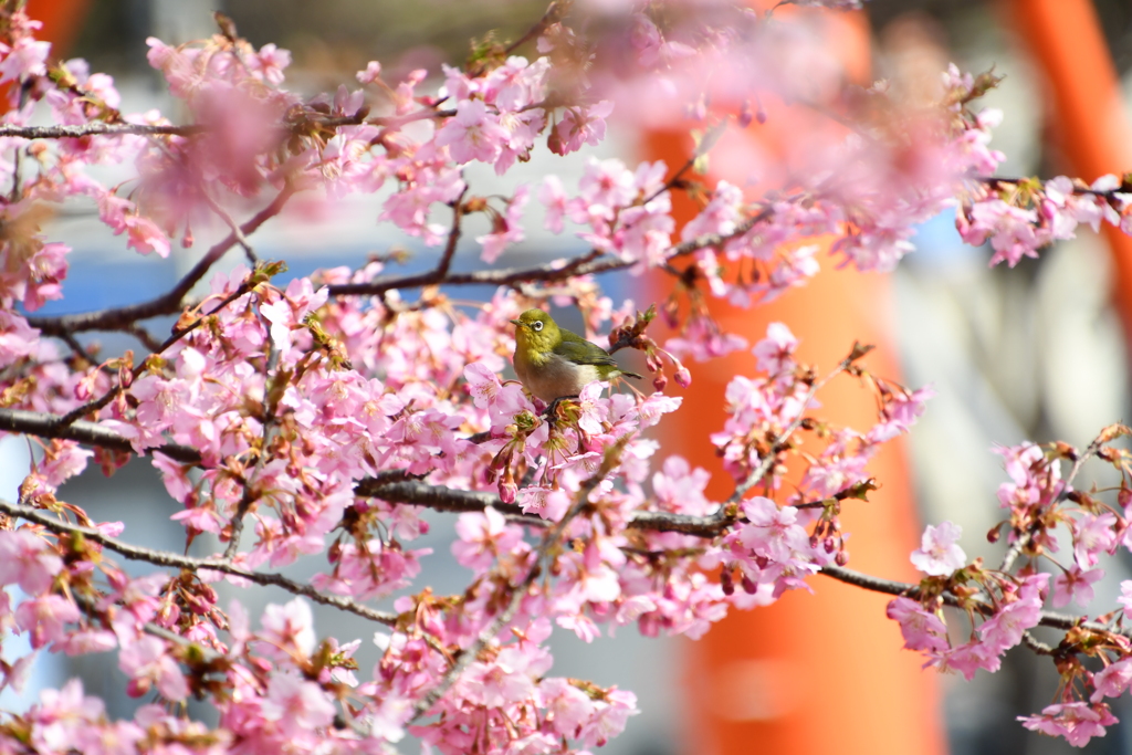 河津桜とメジロ