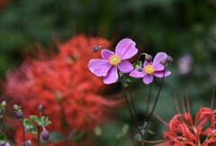 秋明菊