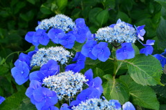  紫陽花　２