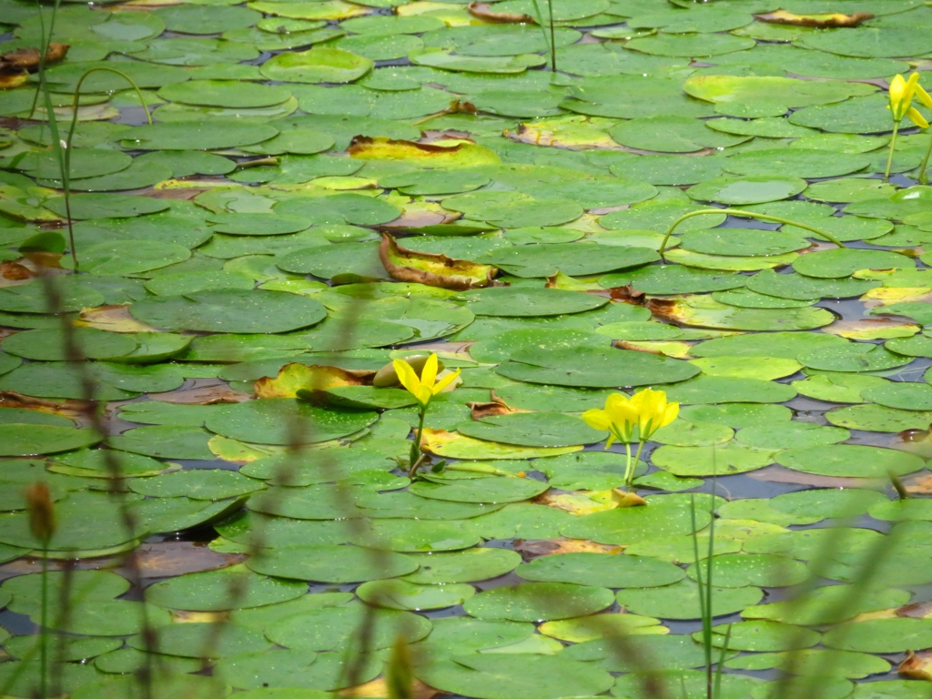 都内で唯一のアサザの自生