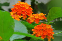 庭に咲いているランタナ