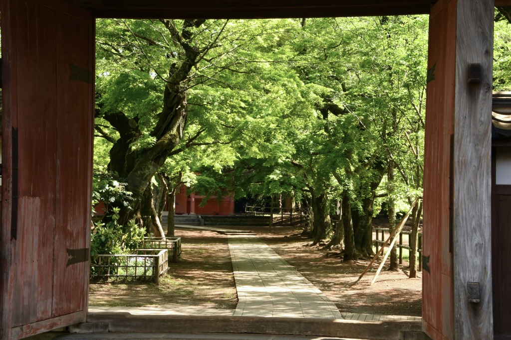 青紅葉