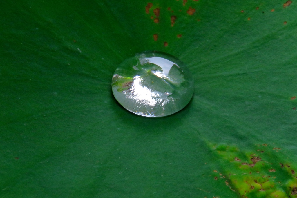 蓮の葉の水滴