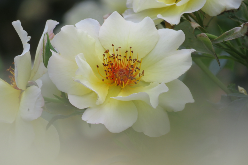 柏の葉公園　バラ園にて