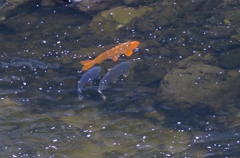 桜の花びらと鯉