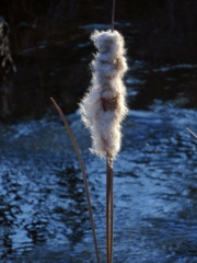 逆光のガマの穂