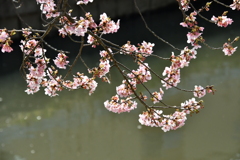 河津桜