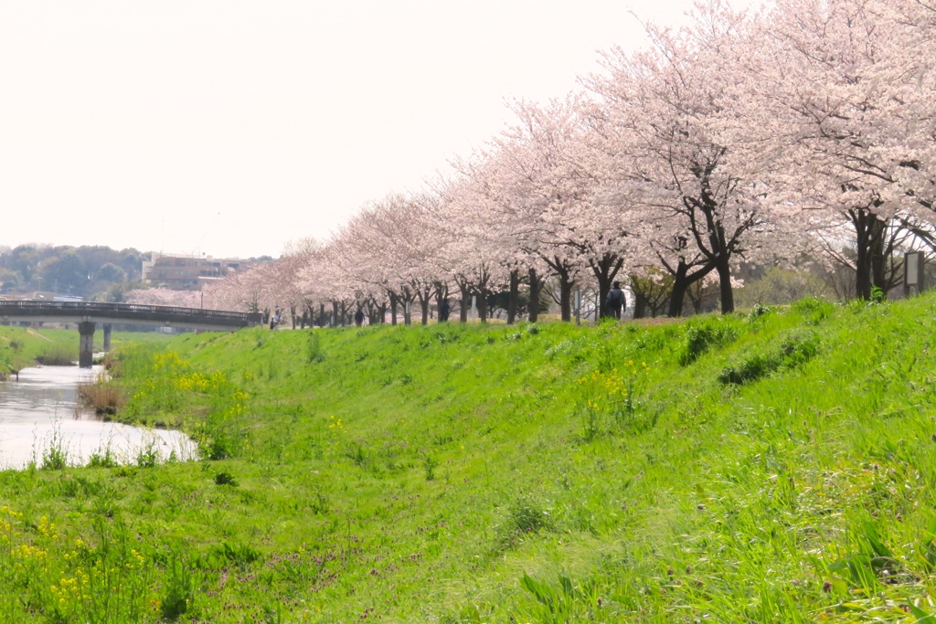 開花のエネルギー