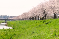 開花のエネルギー