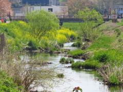 近所の小川