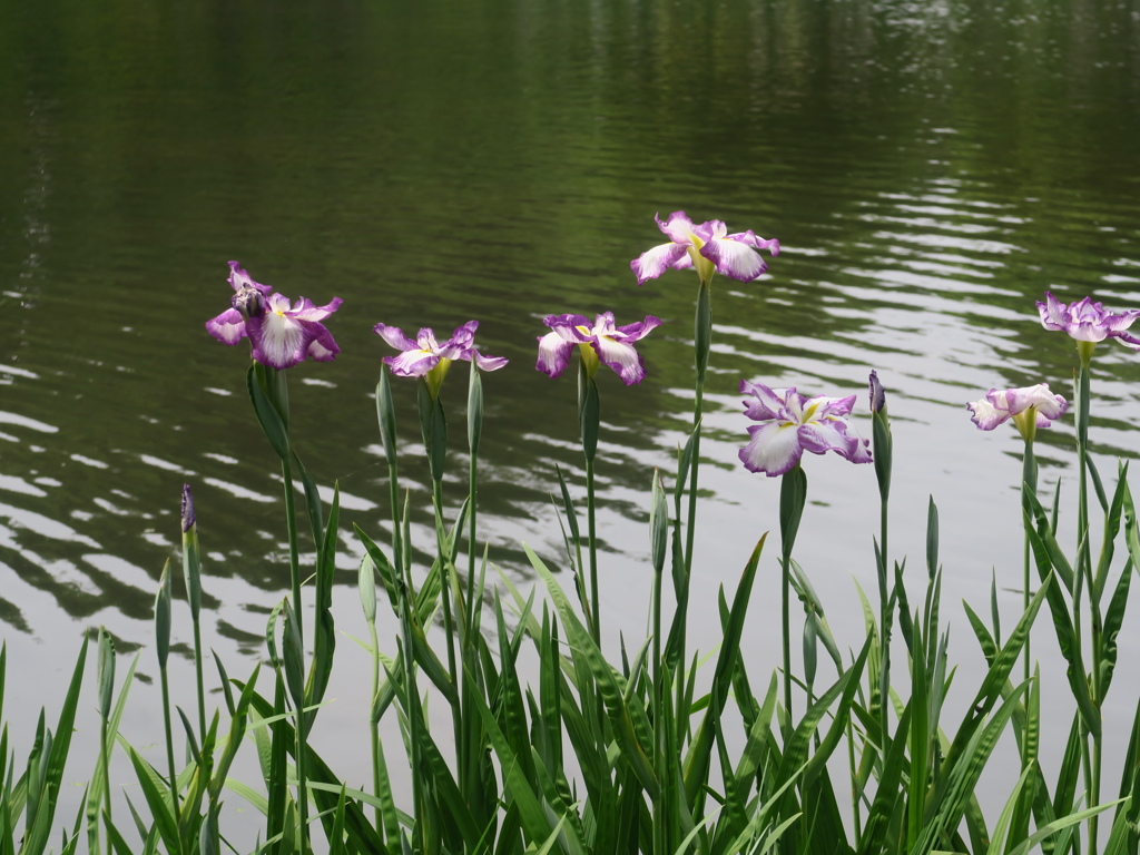 菖蒲