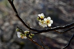 梅園にて　月の桂