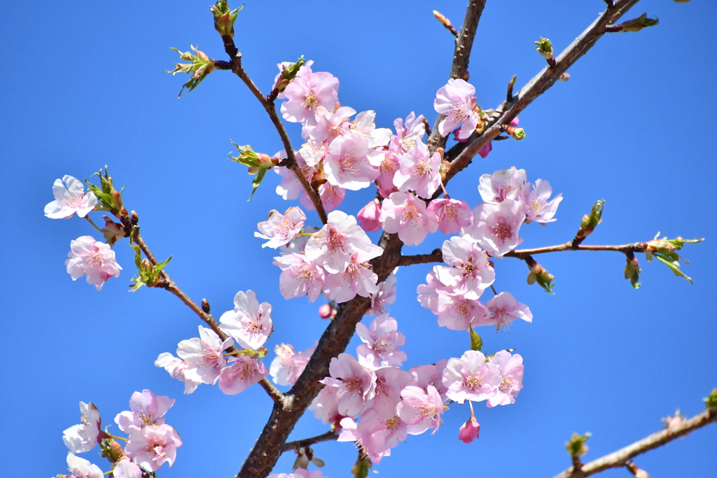 桜の季節