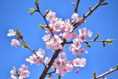 桜の季節