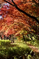 紅葉の小道