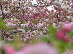 牡丹桜