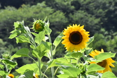 ３分咲き