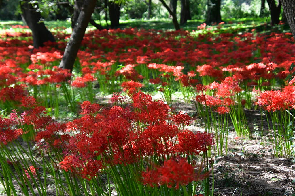 穴場の彼岸花