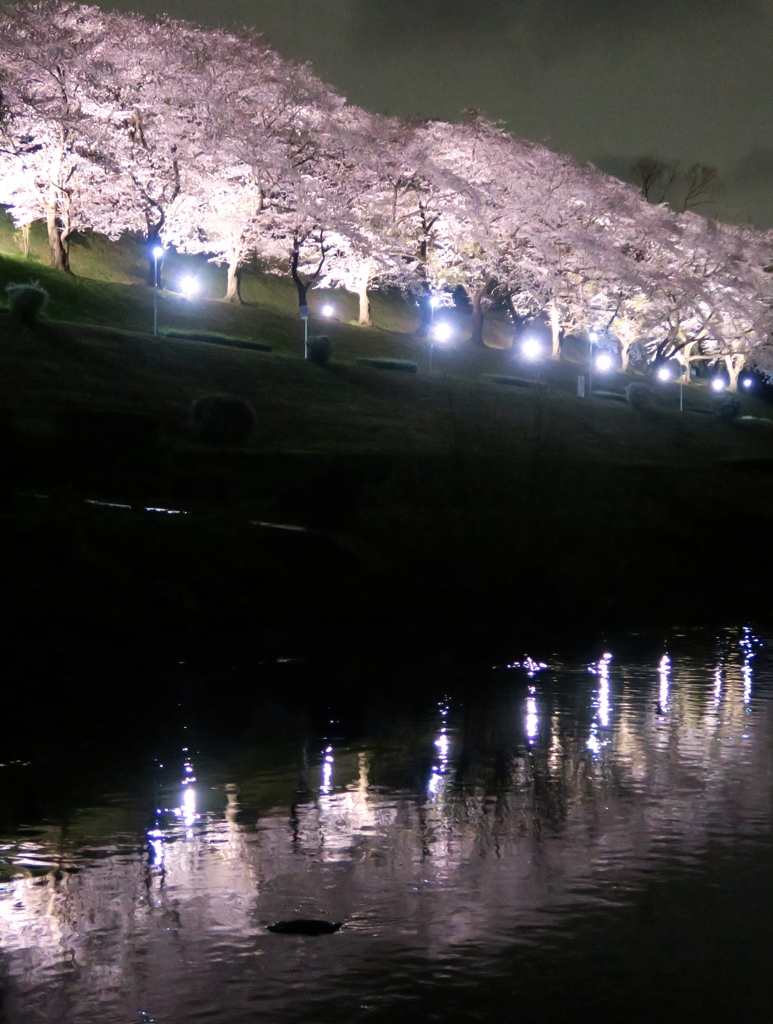 夜桜見物