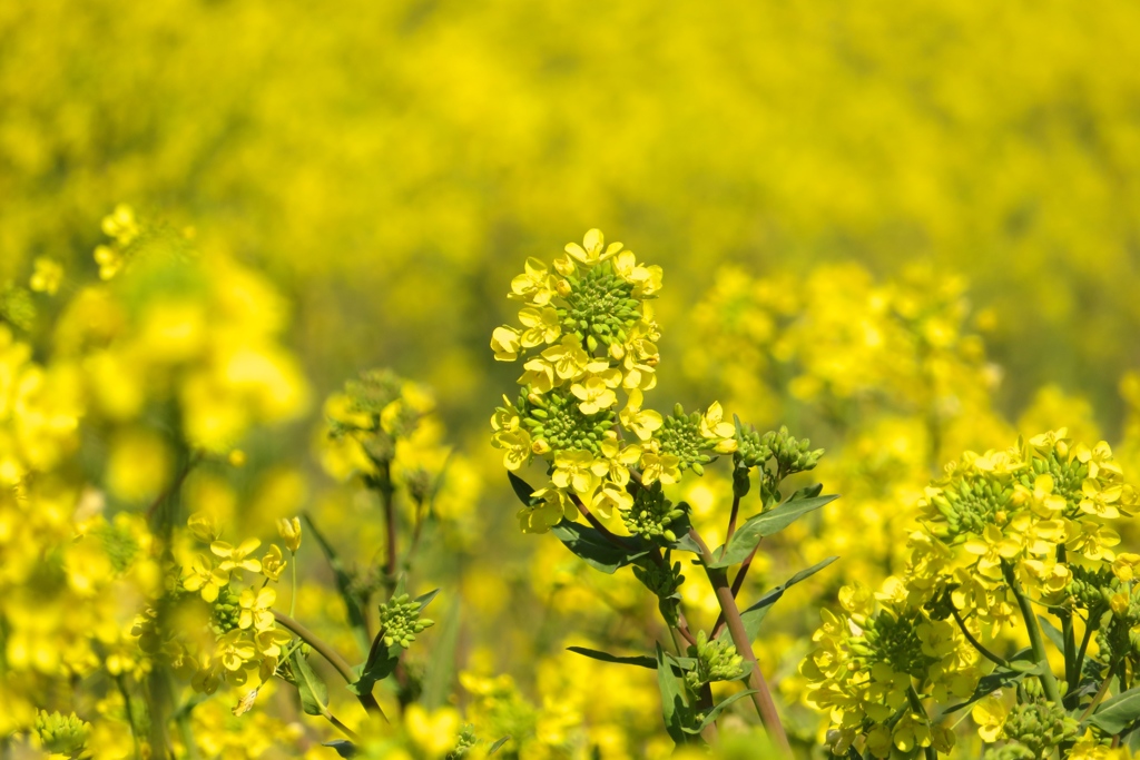 春がやってきた