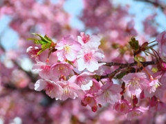 河津桜　その３