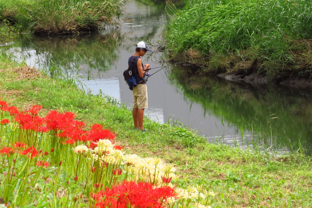 彼岸花と釣り人