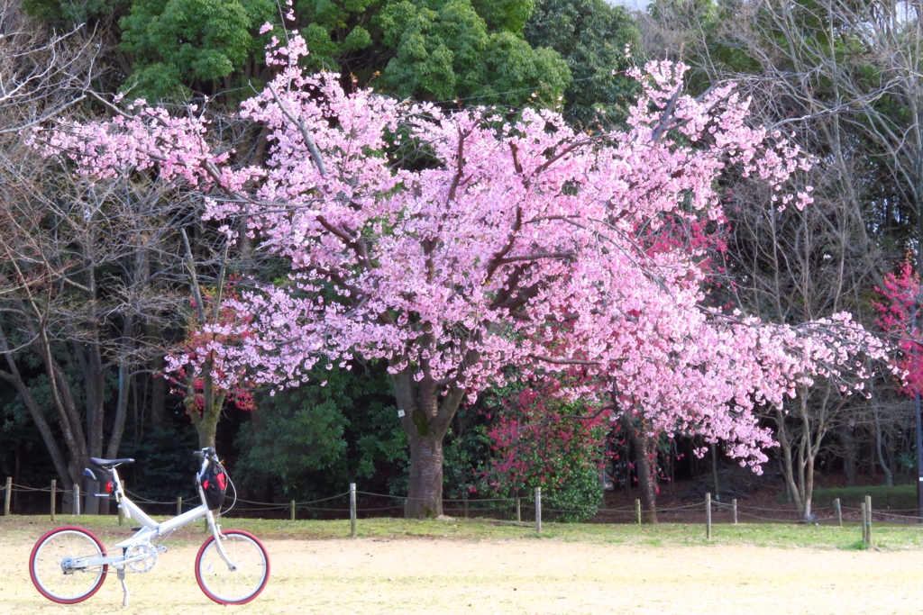 自転車