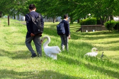 高校生と遊ぶフレンドリーな白鳥