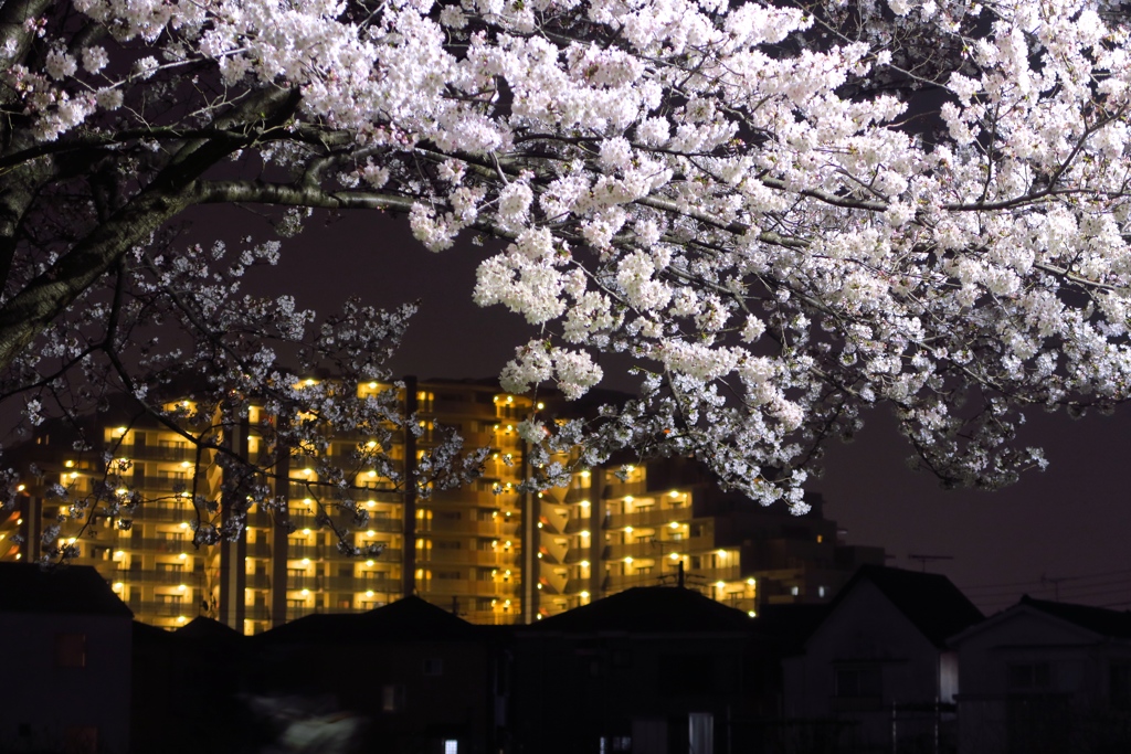 近所の夜桜２