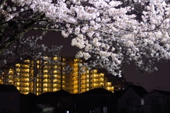 近所の夜桜２