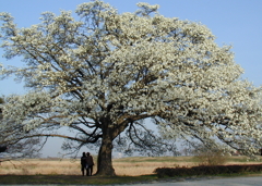 関東最大級のコブシ